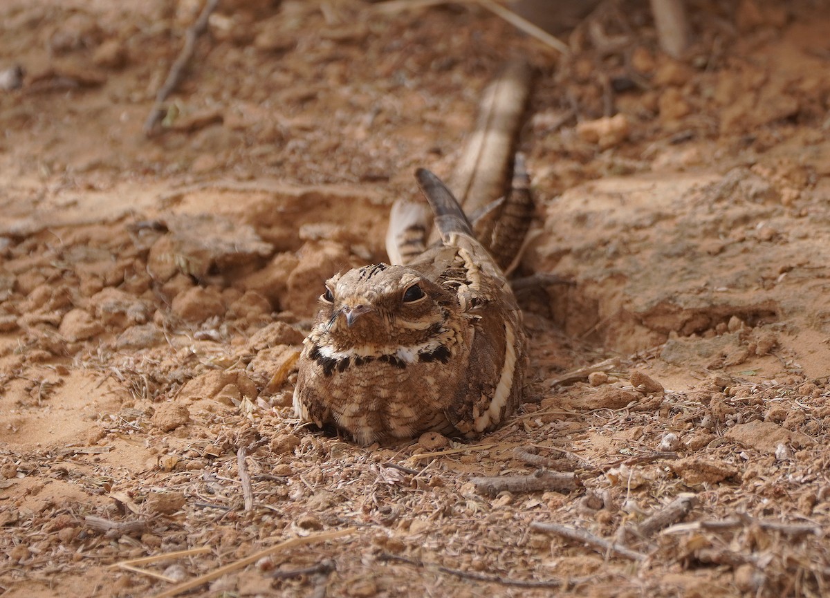 Long-tailed Nightjar - ML617795516