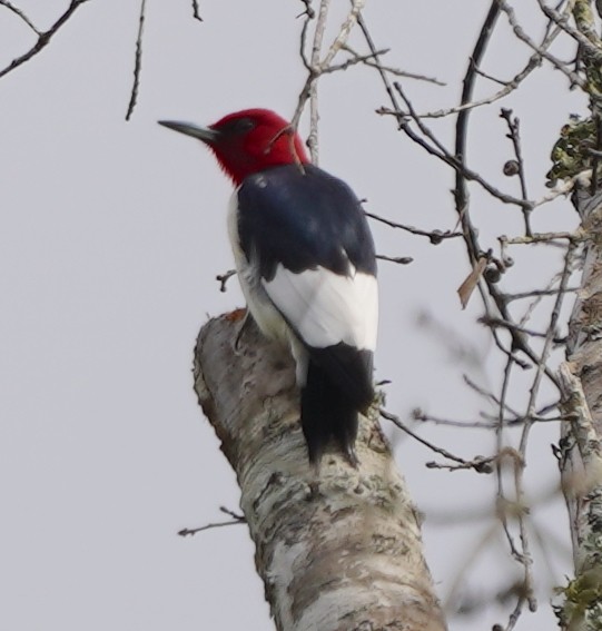 Red-headed Woodpecker - ML617795538