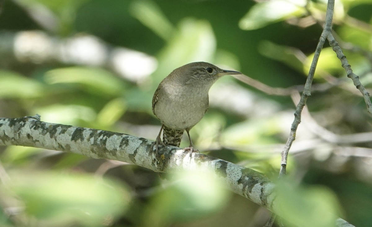 House Wren - Monica P