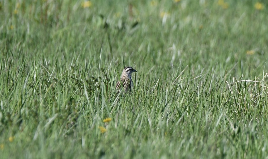 Eastern Meadowlark - Joan Heffernan