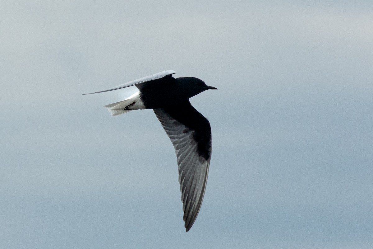 White-winged Tern - Naturaleza Simple