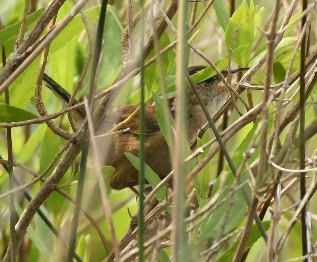 Marsh Wren - Jen S