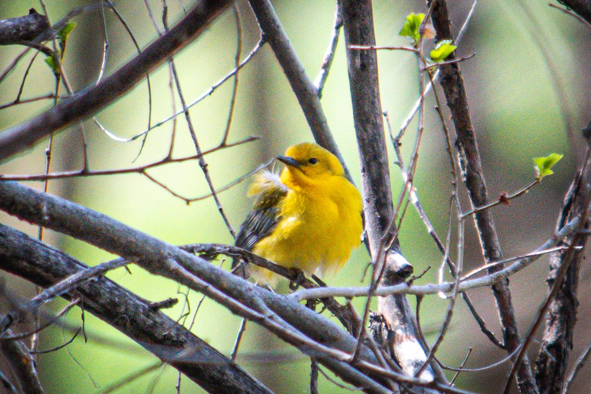 Prothonotary Warbler - Cinnamon Bergeron