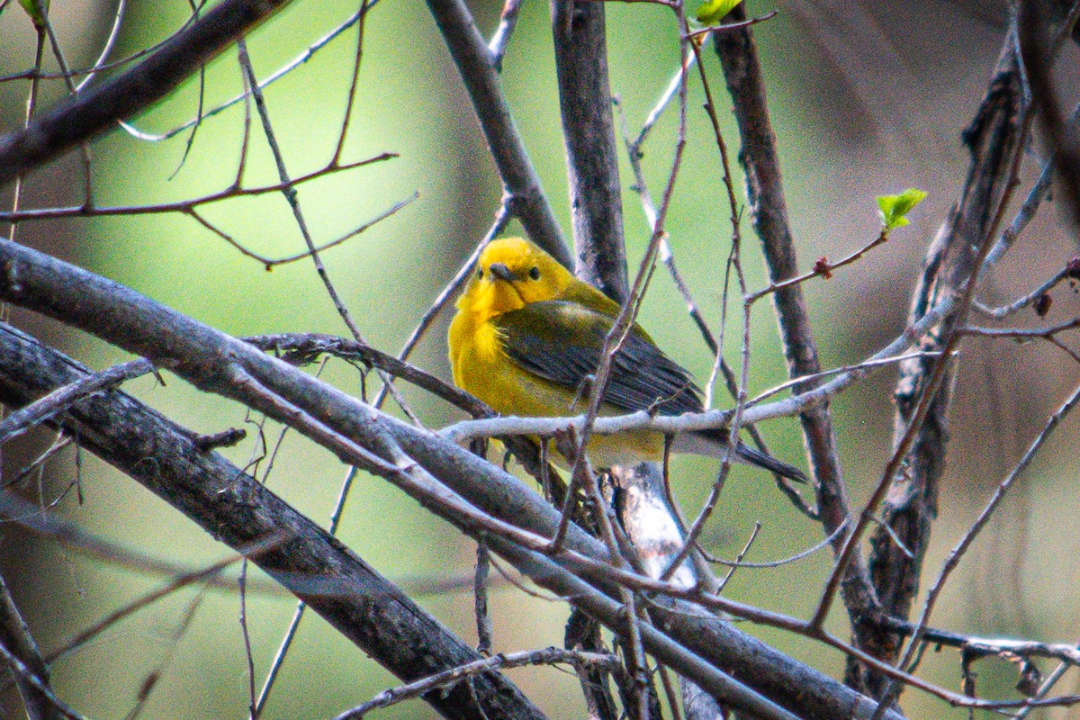 Prothonotary Warbler - Cinnamon Bergeron