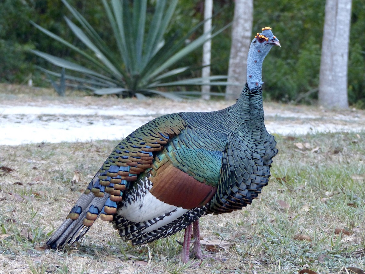 Ocellated Turkey - ML617795683