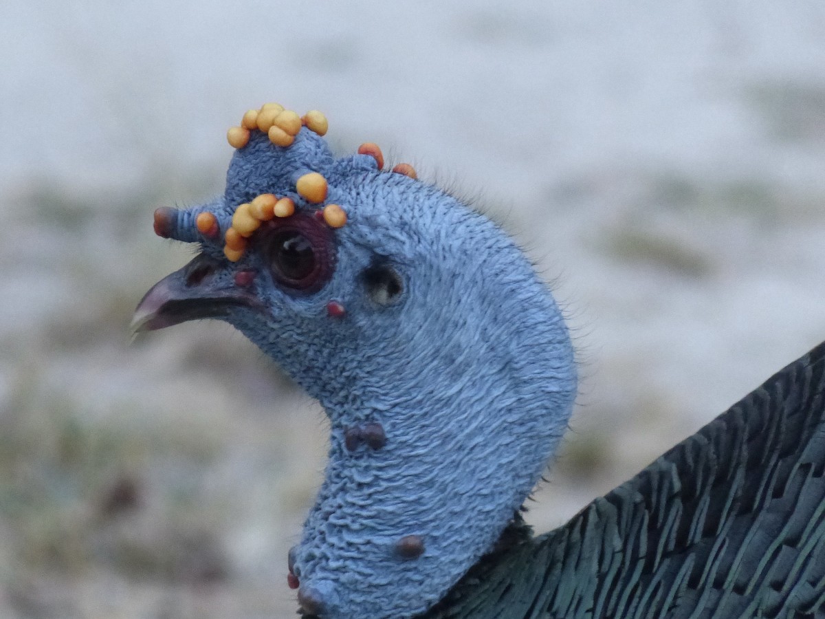 Ocellated Turkey - Jenny Bowman