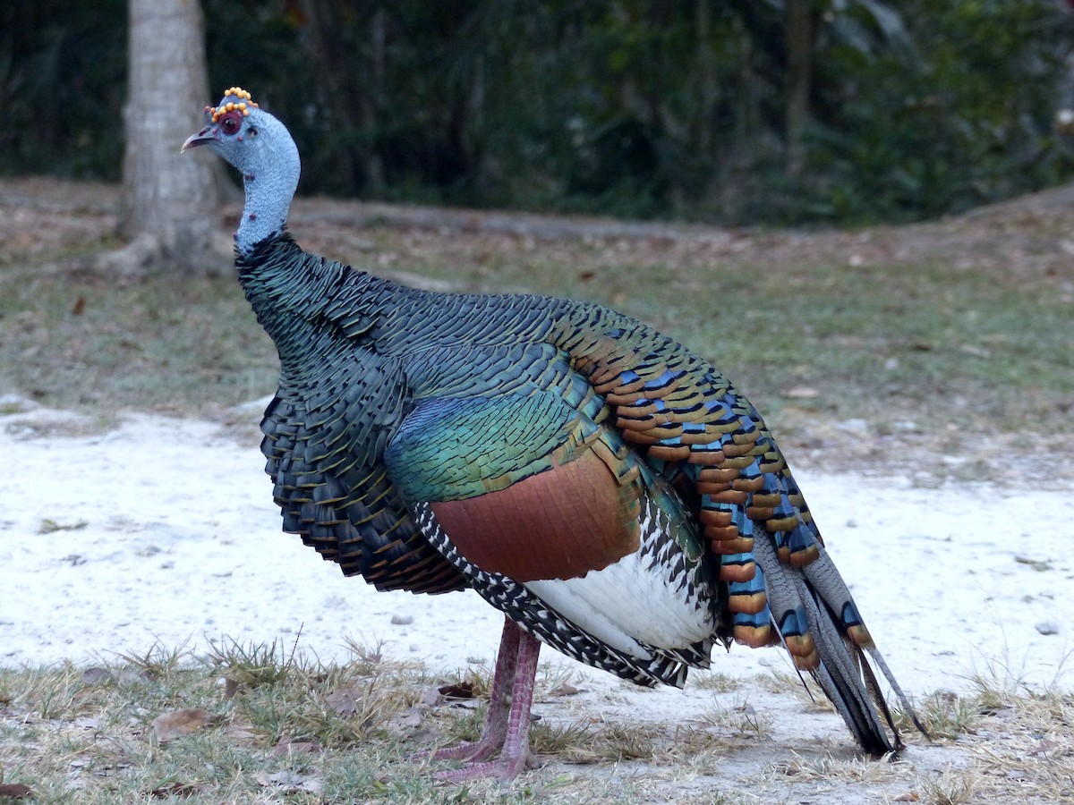 Ocellated Turkey - Jenny Bowman