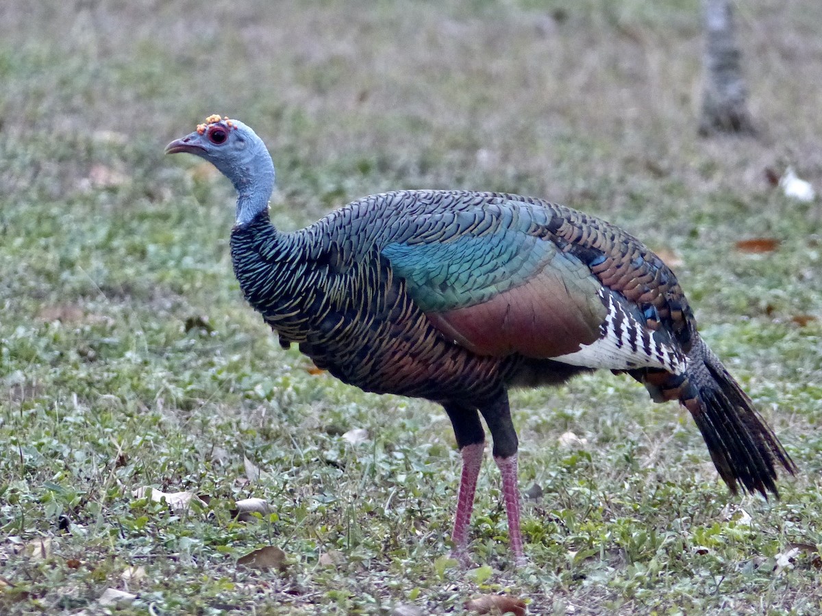 Ocellated Turkey - Jenny Bowman