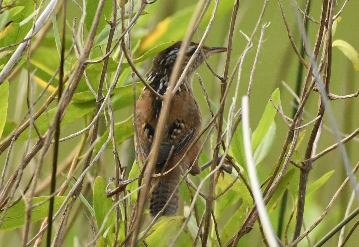 Marsh Wren - ML617795692