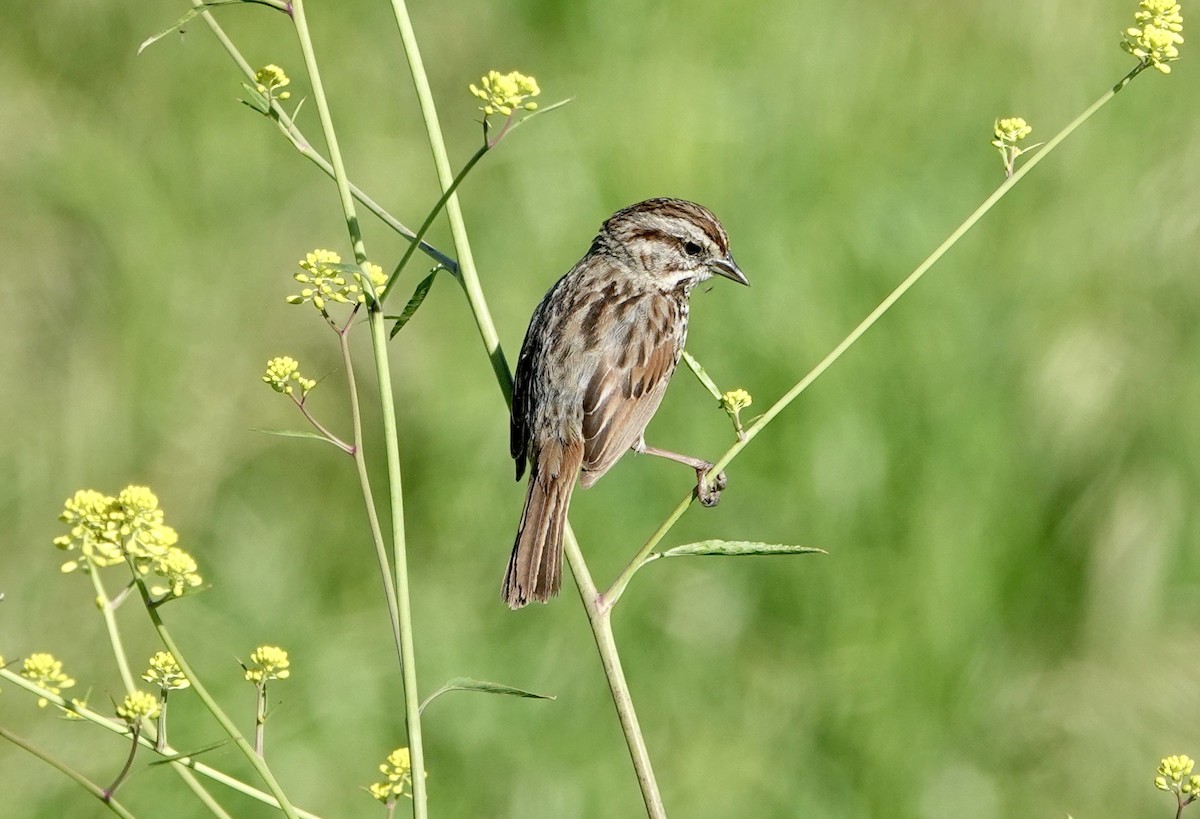 Song Sparrow - Monica P