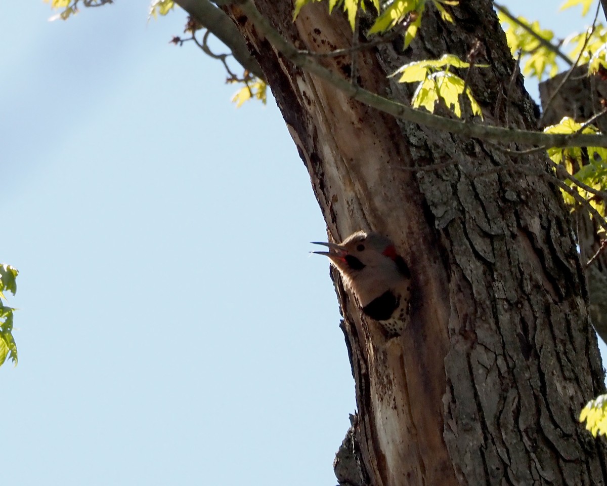 Northern Flicker (Yellow-shafted) - ML617795709