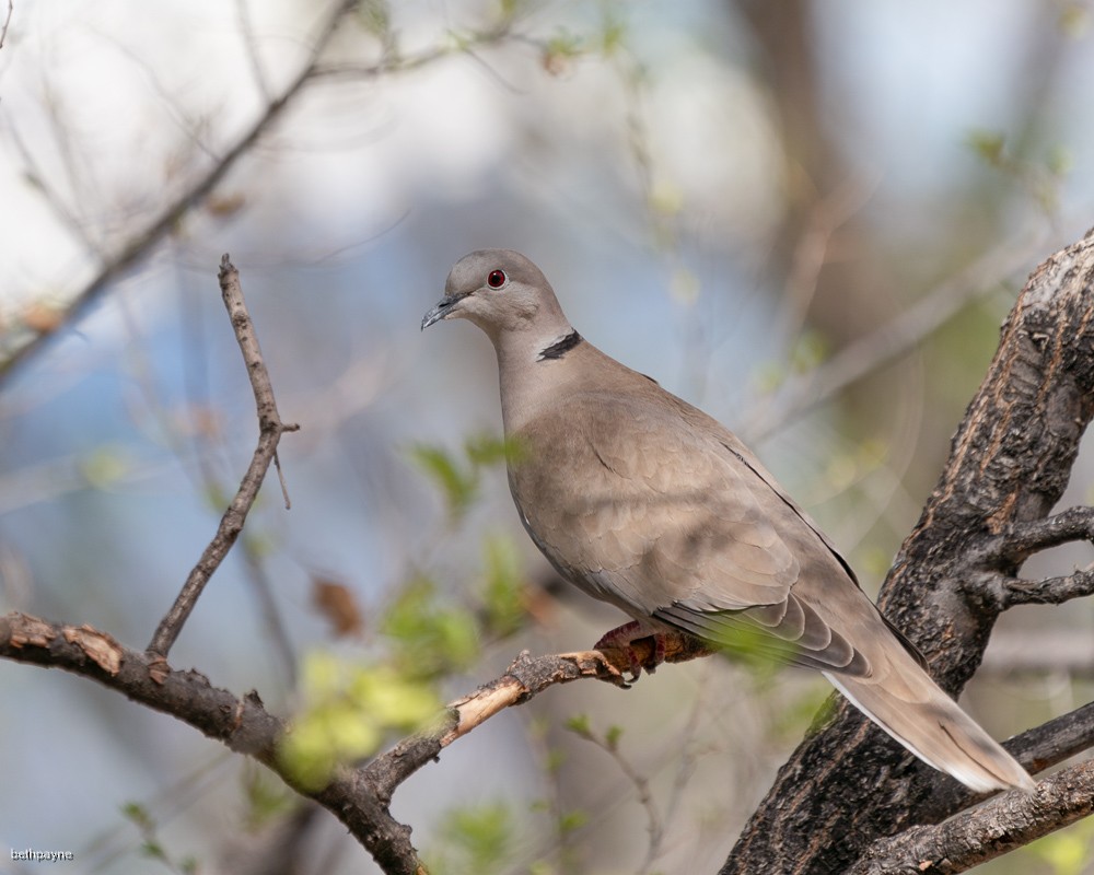 Eurasian Collared-Dove - Beth Payne