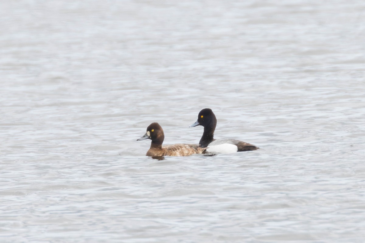 Lesser Scaup - Miriam Baril