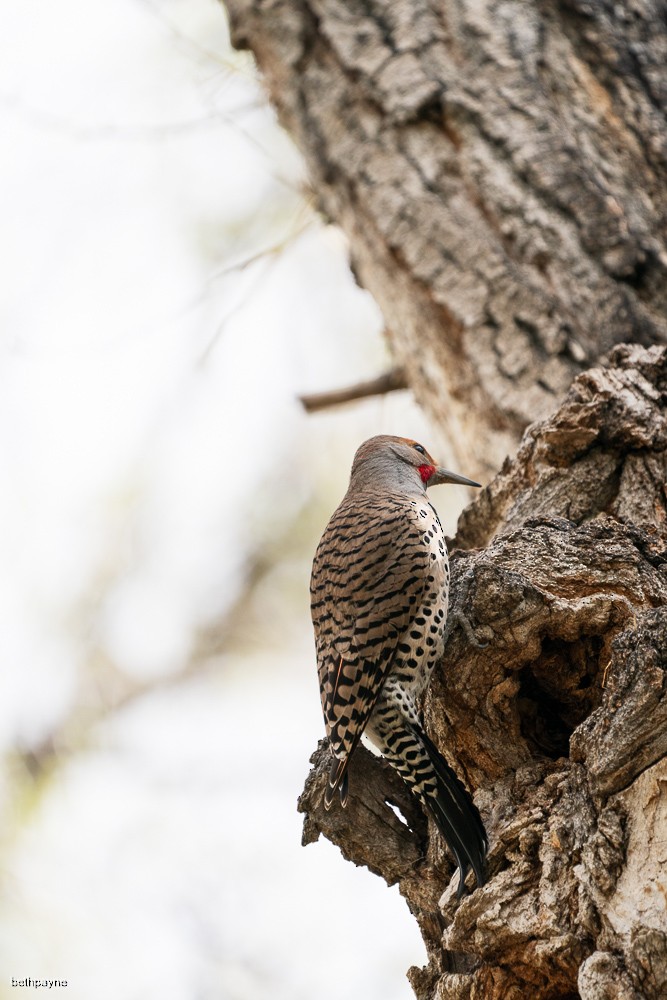 Northern Flicker - Beth Payne