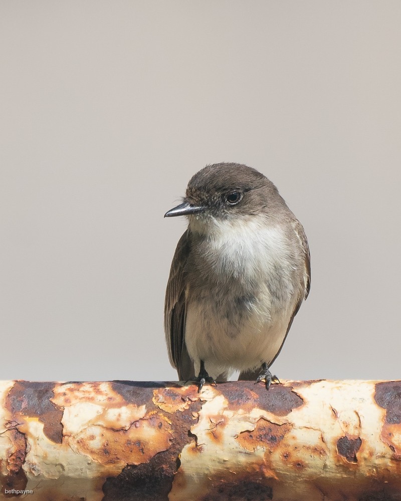 Eastern Phoebe - Beth Payne