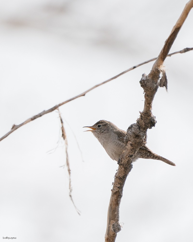 House Wren - Beth Payne