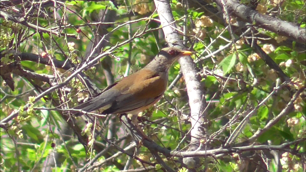 Rufous-backed Robin - ML617795780