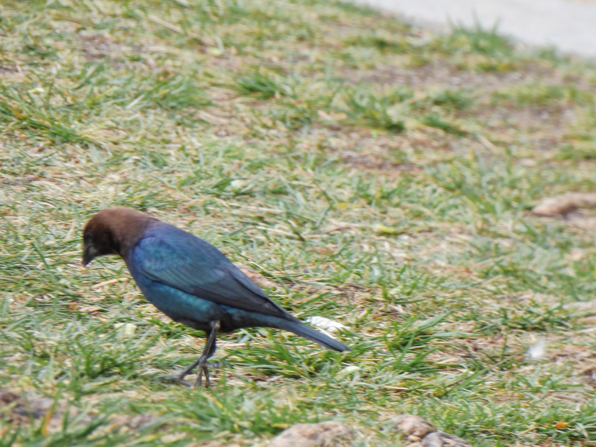 Brown-headed Cowbird - Bobby Riggs