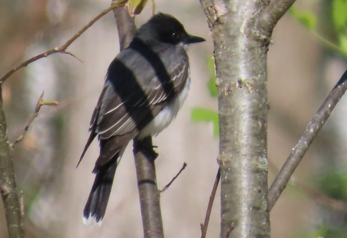 Eastern Kingbird - ML617795818