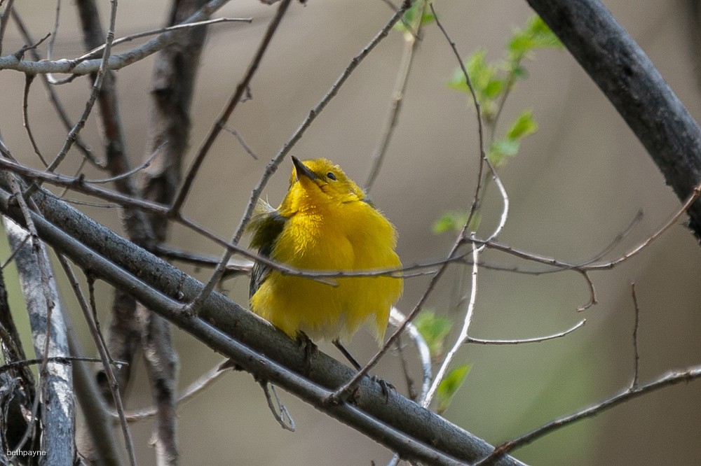 Prothonotary Warbler - Beth Payne
