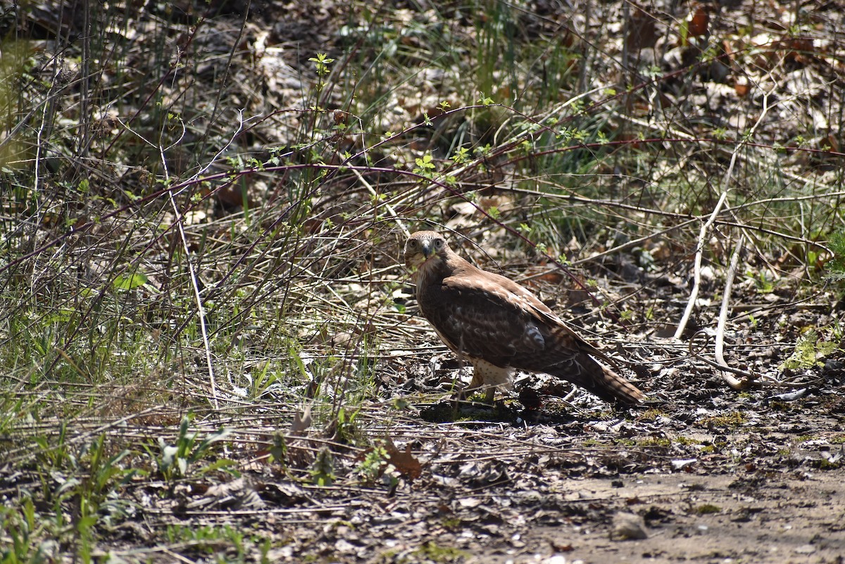 Red-tailed Hawk - ML617795875