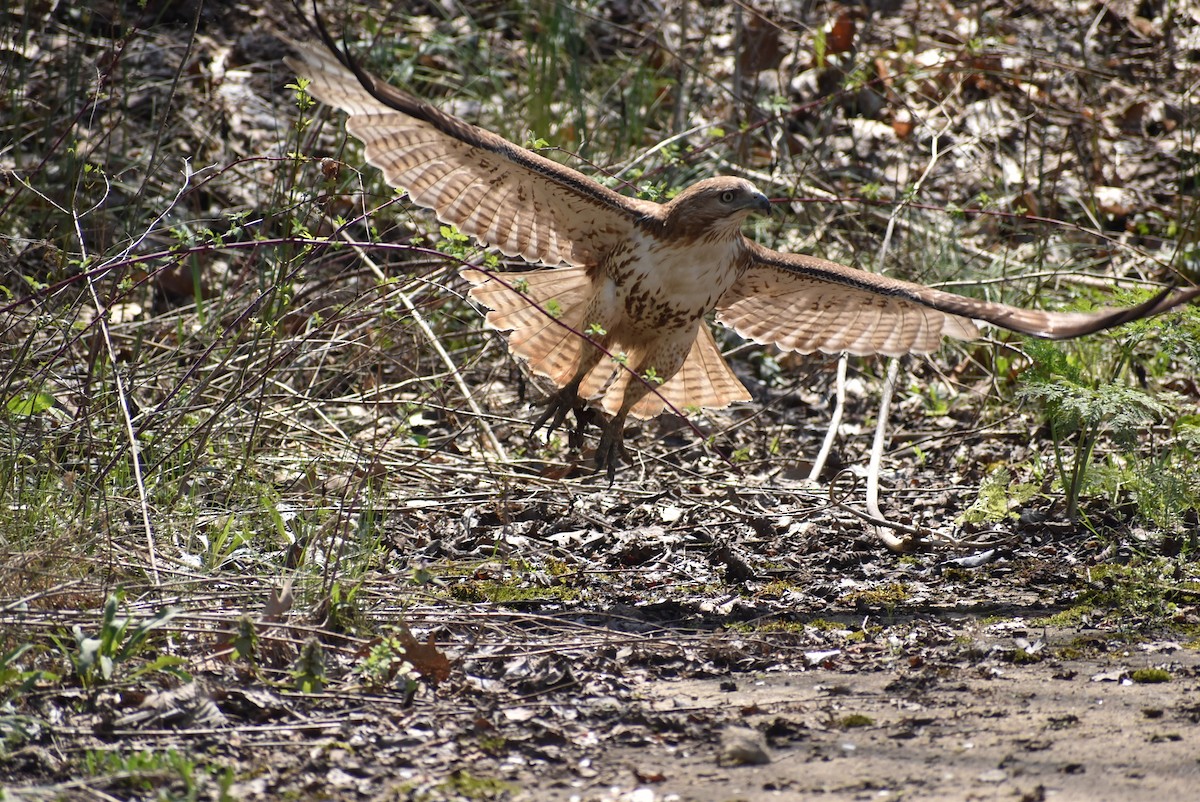 Red-tailed Hawk - ML617795876