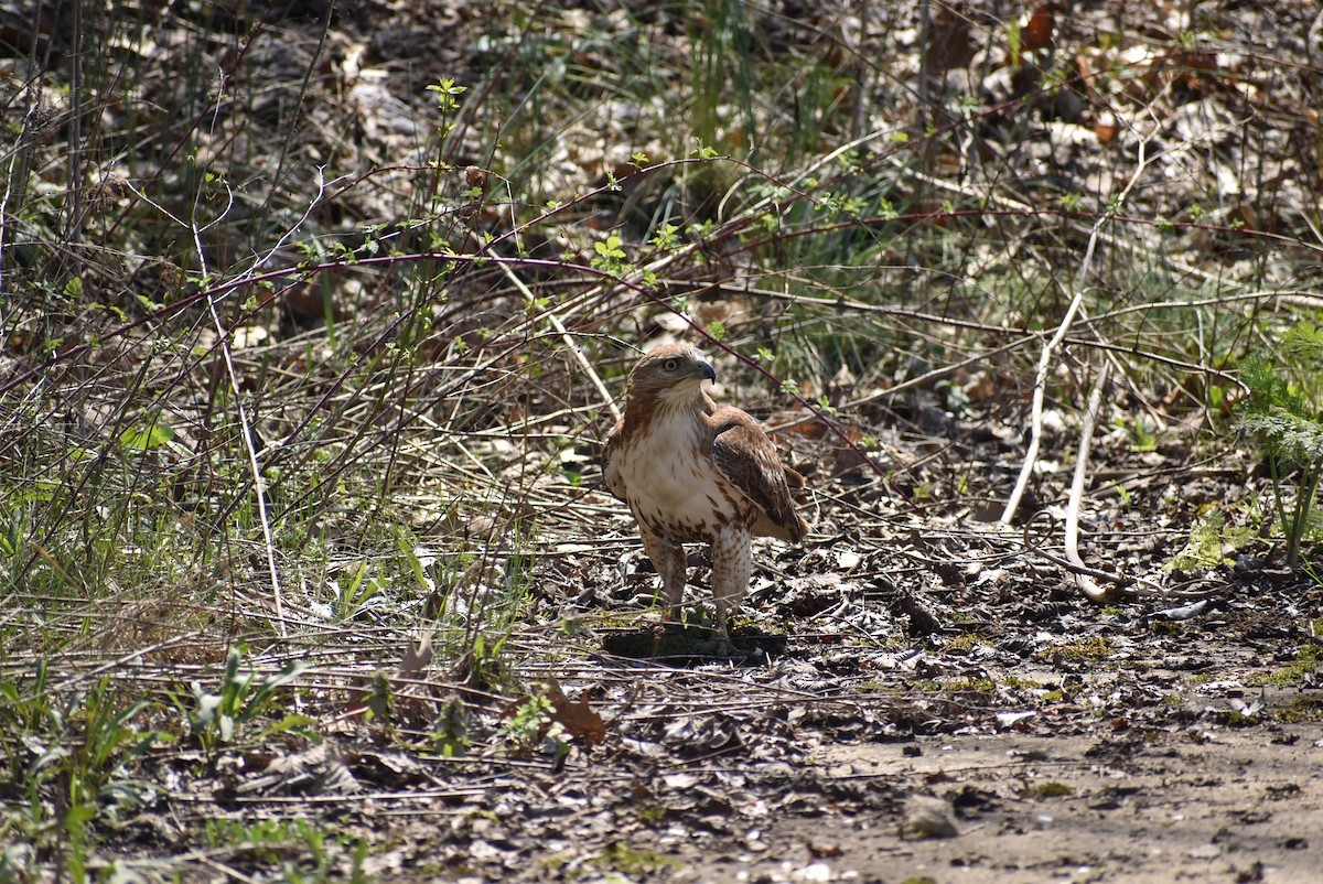 Red-tailed Hawk - ML617795878