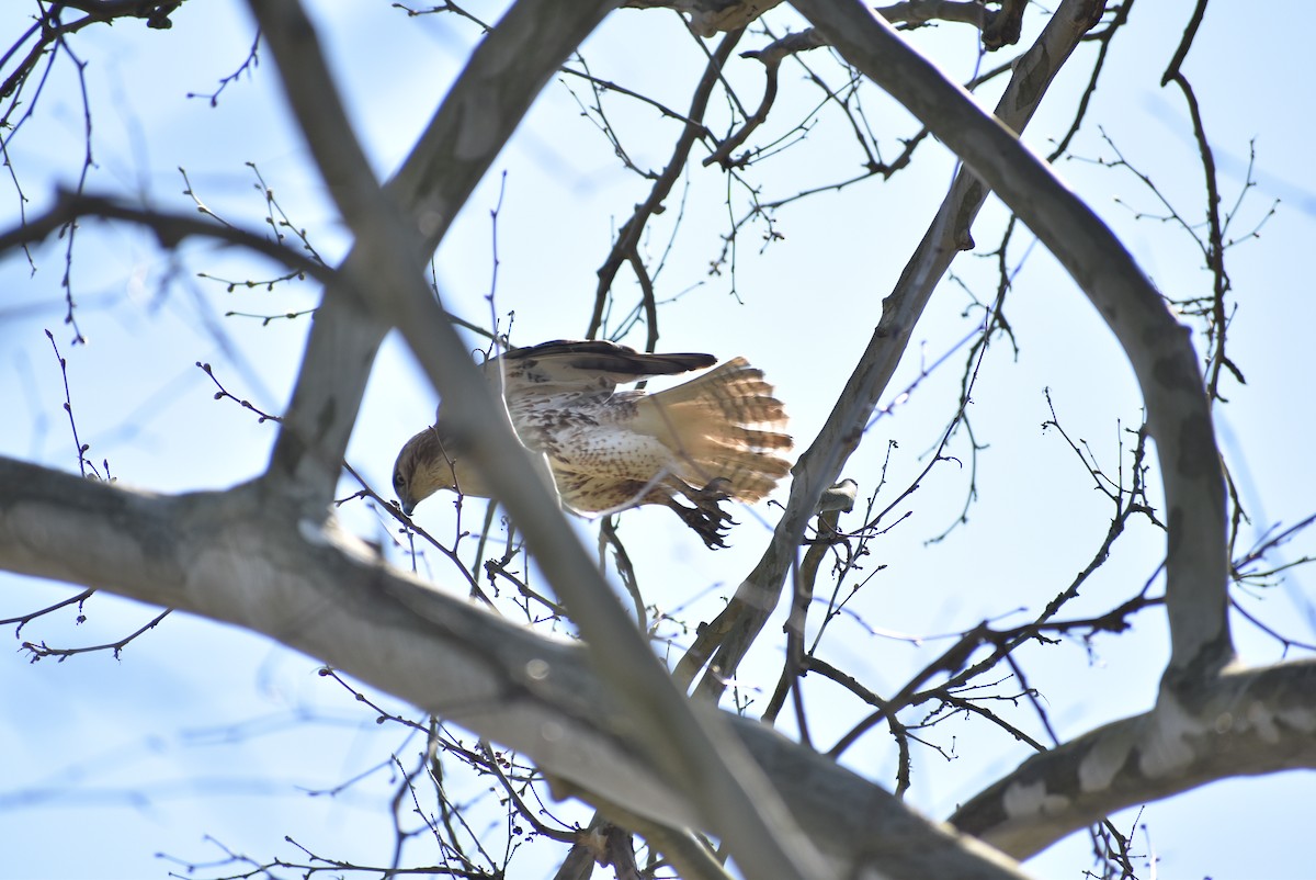 Red-tailed Hawk - ML617795880