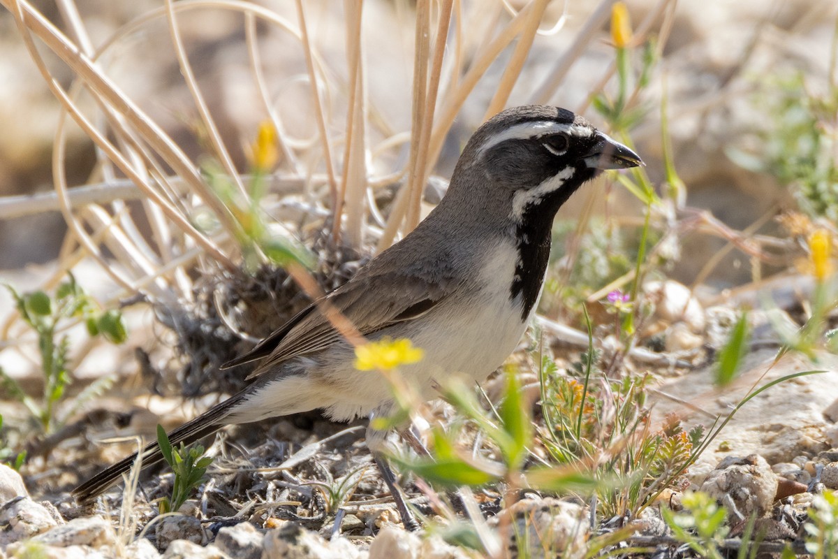 Black-throated Sparrow - ML617795909