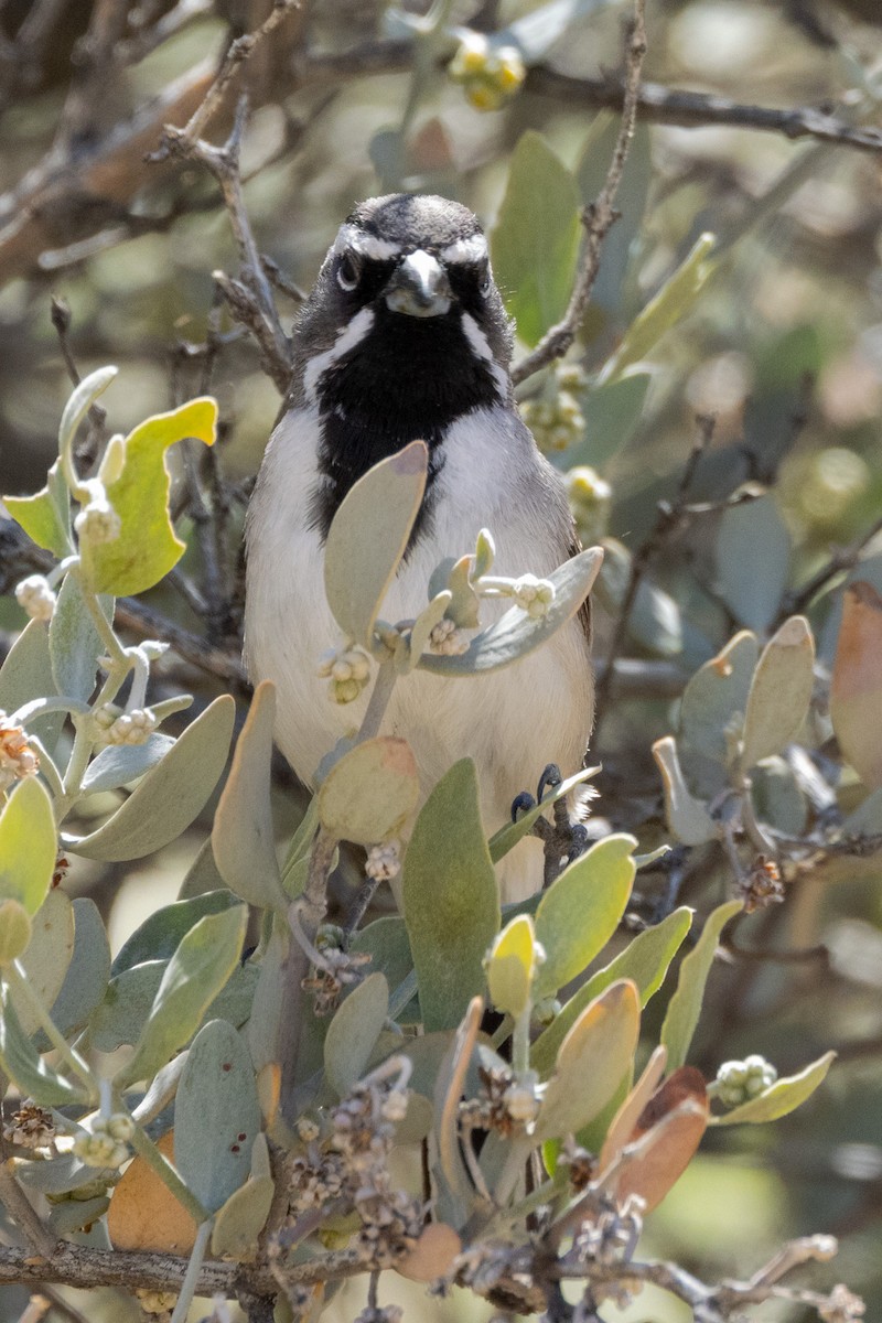 Black-throated Sparrow - ML617795910