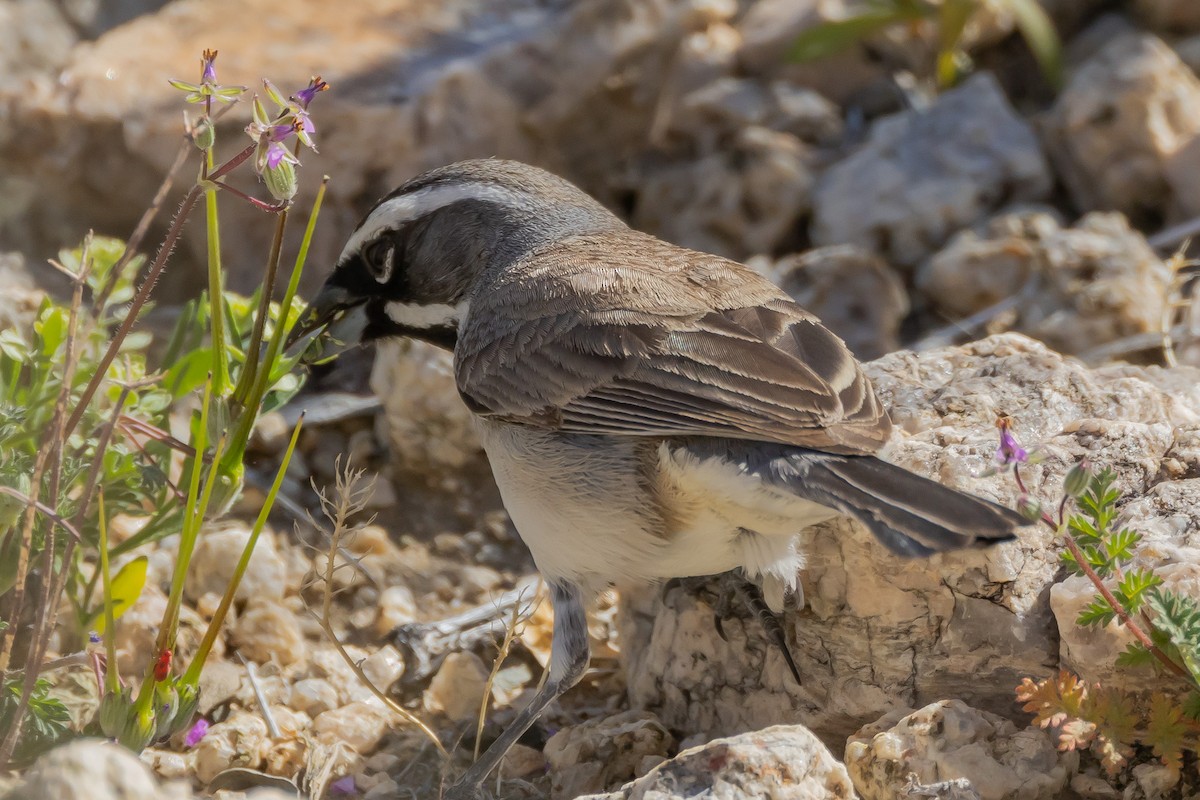 Black-throated Sparrow - ML617795911