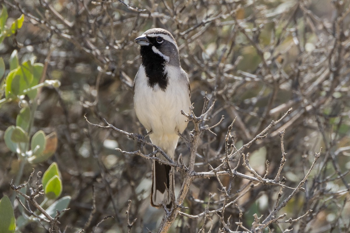 Black-throated Sparrow - Gordon Starkebaum