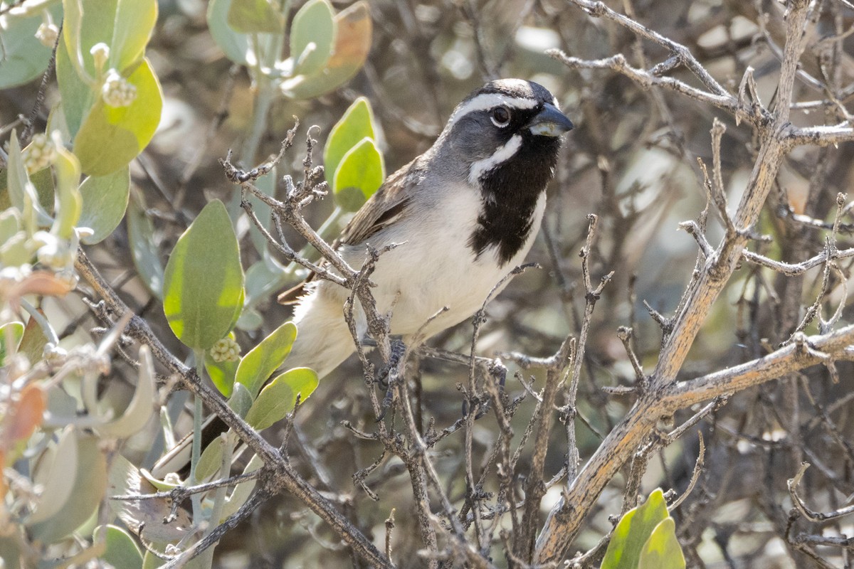 Black-throated Sparrow - ML617795914