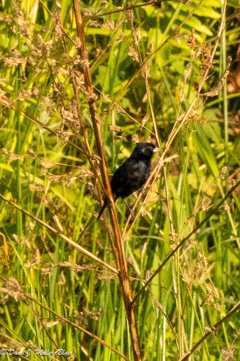 Blue-black Grassquit - Dana Miller-Blair