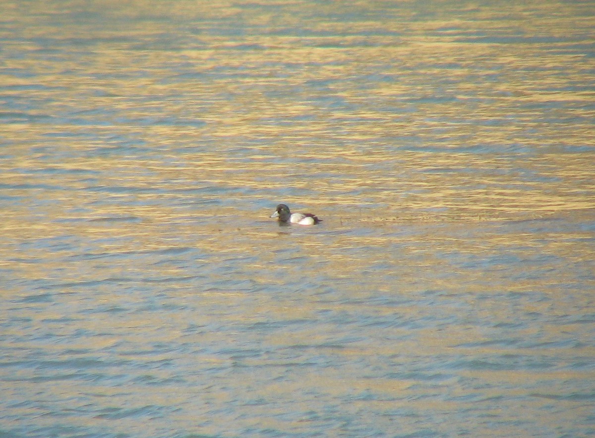 Greater Scaup - ML617795936