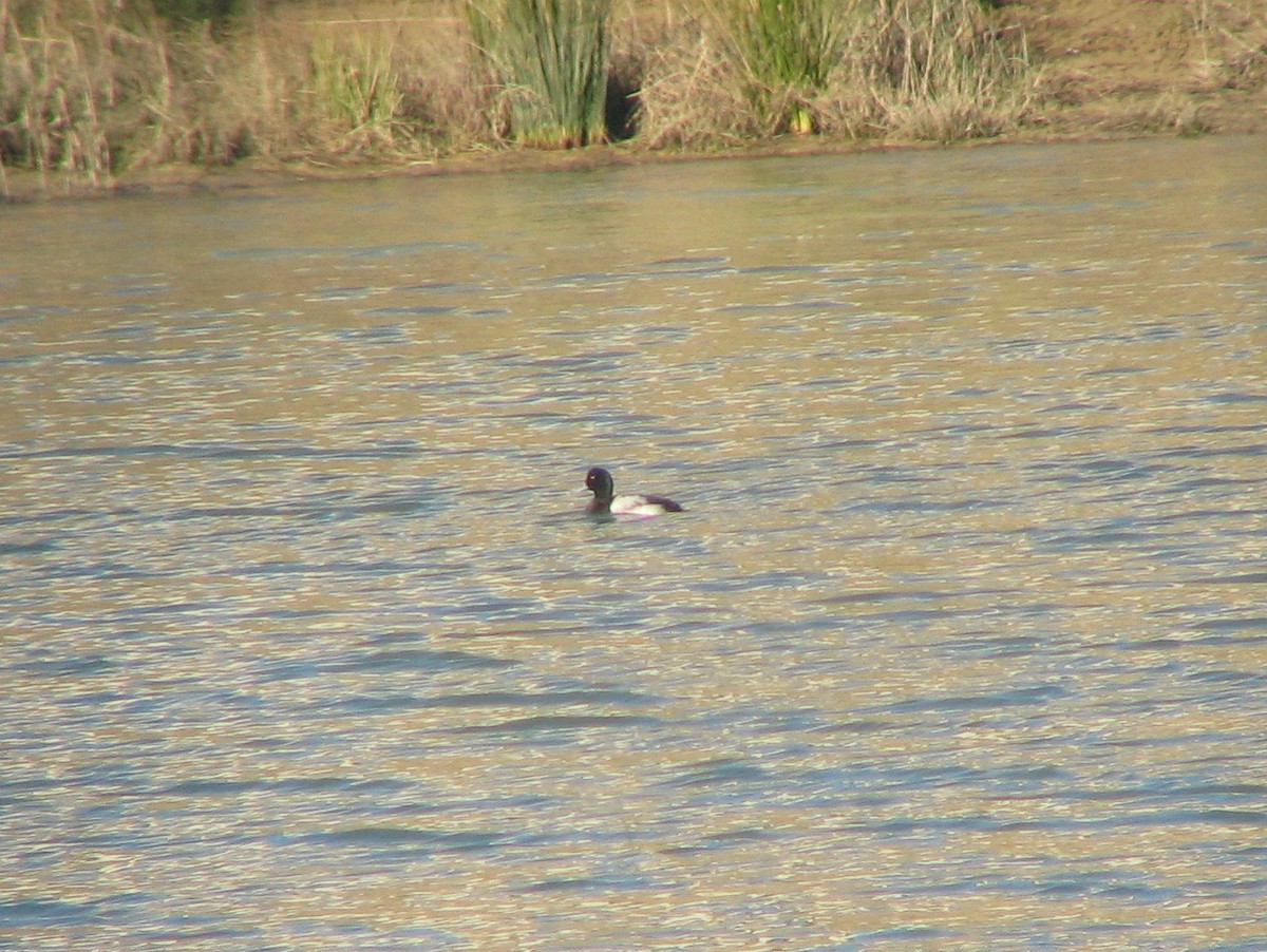 Greater Scaup - ML617795937