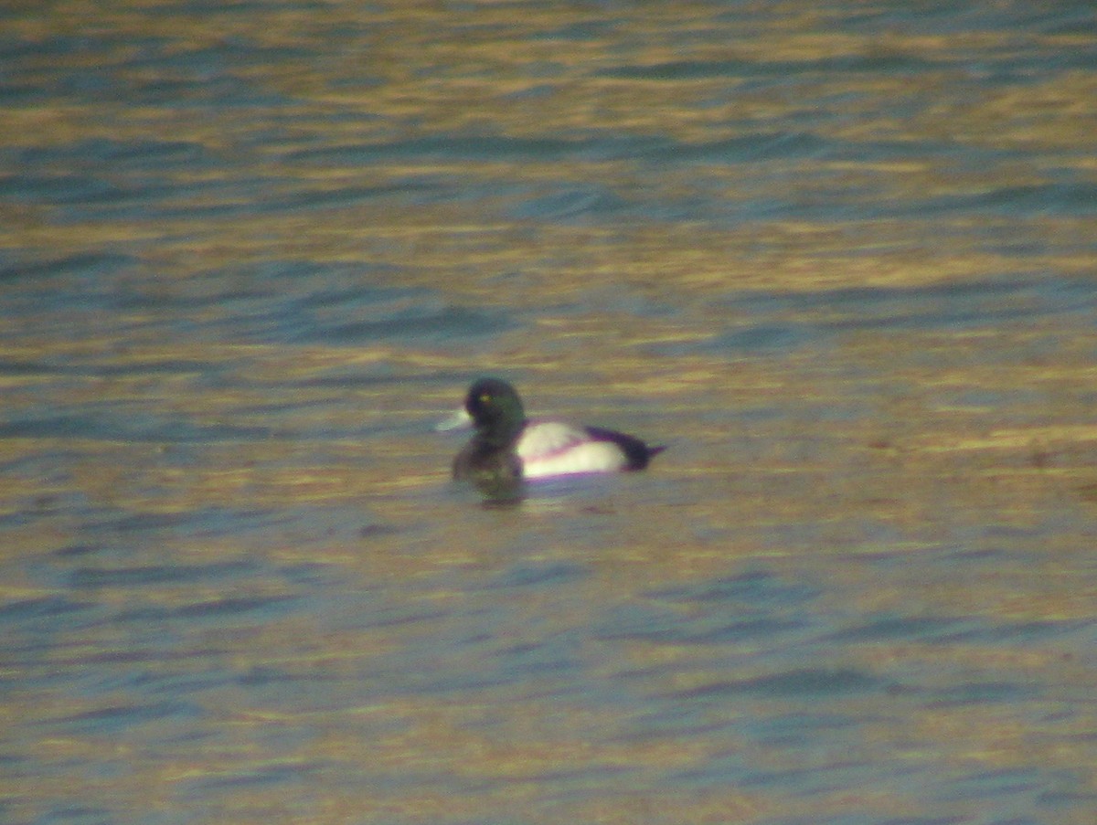 Greater Scaup - ML617795938