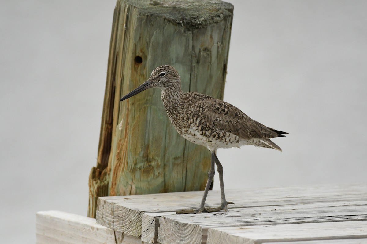 Willet - ML617795949