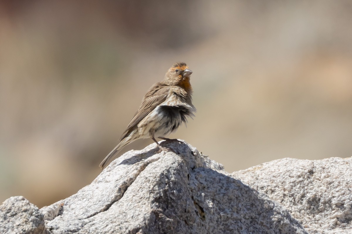 House Finch - ML617795968