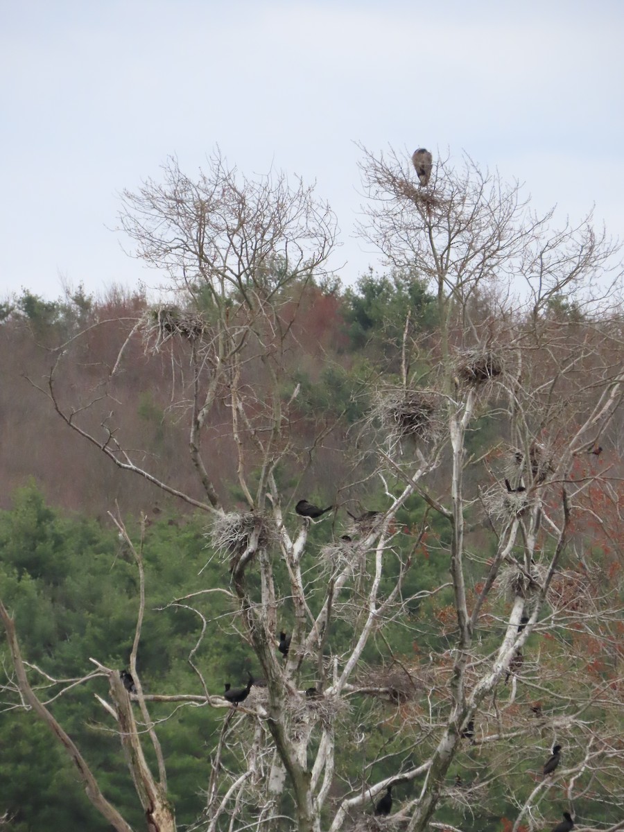 Double-crested Cormorant - ML617795977