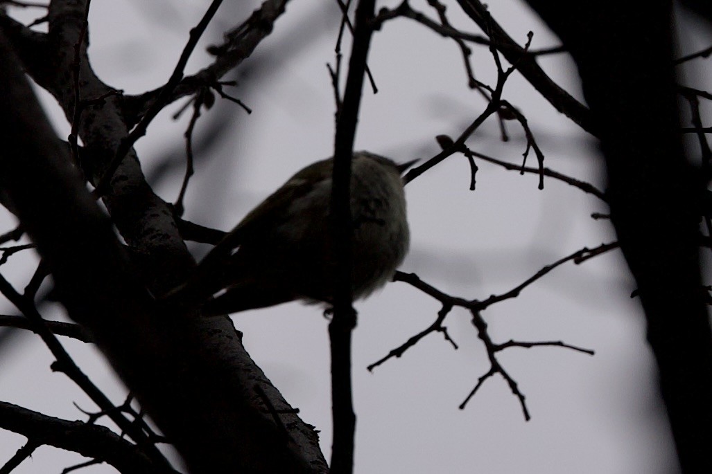 Golden-crowned Kinglet - ML617795988