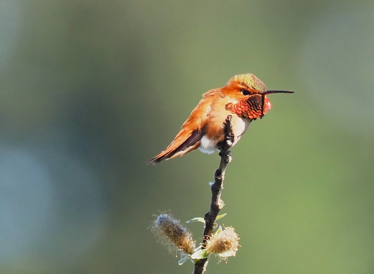 Rufous Hummingbird - ML617796021