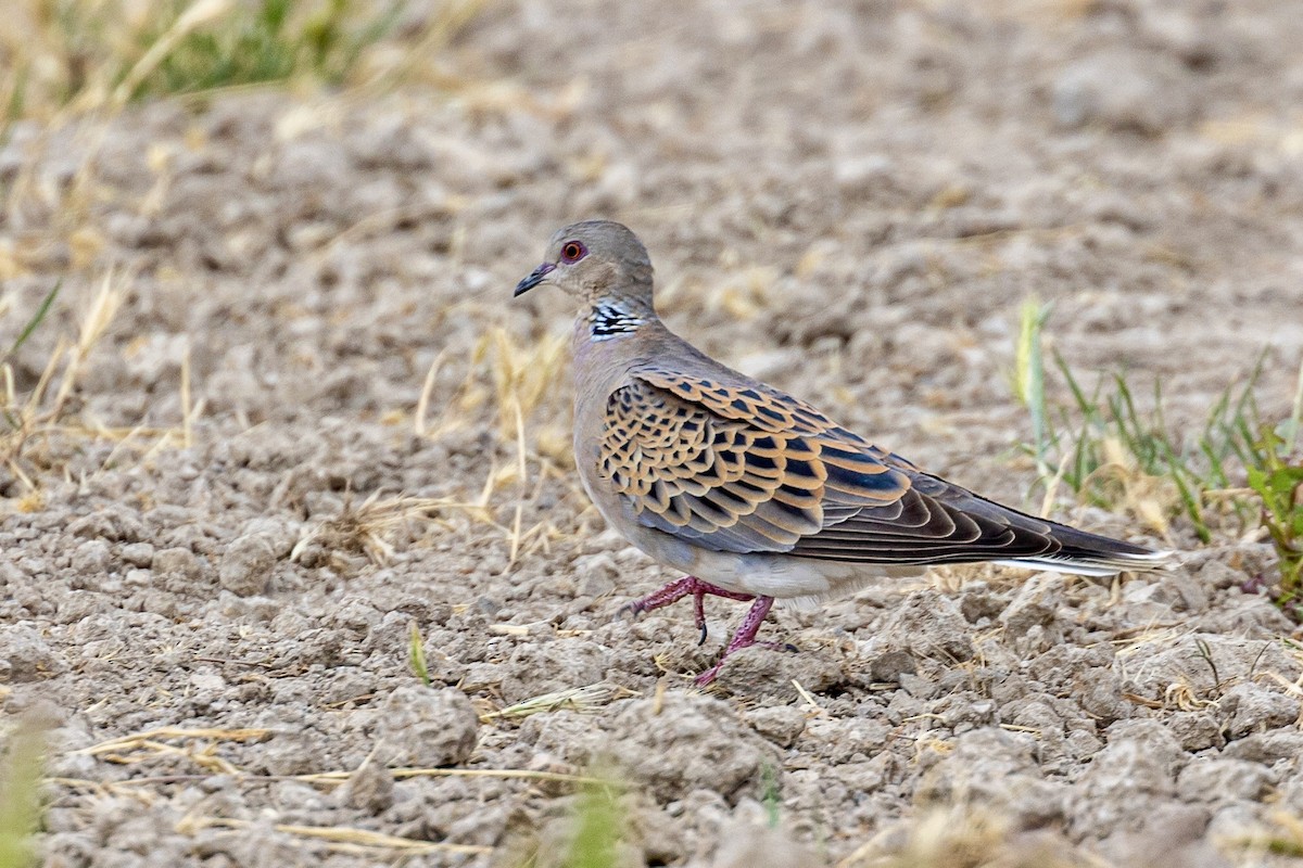 European Turtle-Dove - ML617796035