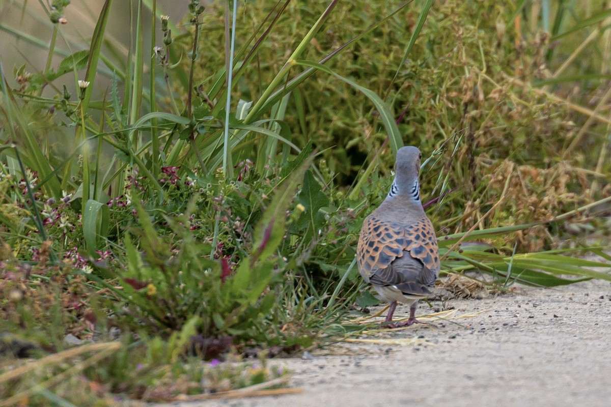 European Turtle-Dove - ML617796036