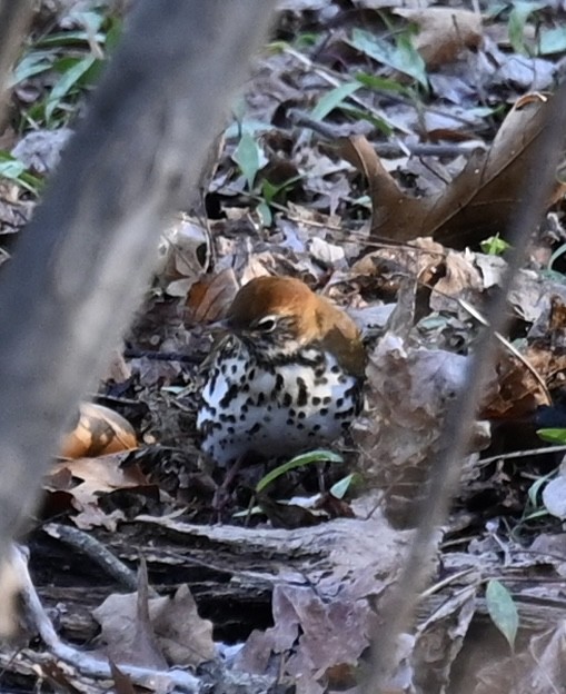 Wood Thrush - Kim Westcott