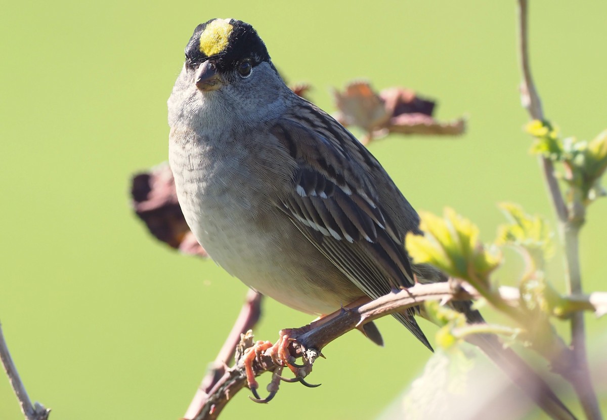 Golden-crowned Sparrow - ML617796061