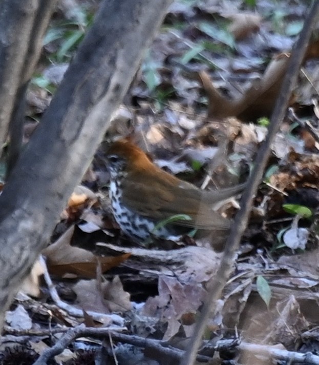 Wood Thrush - Kim Westcott