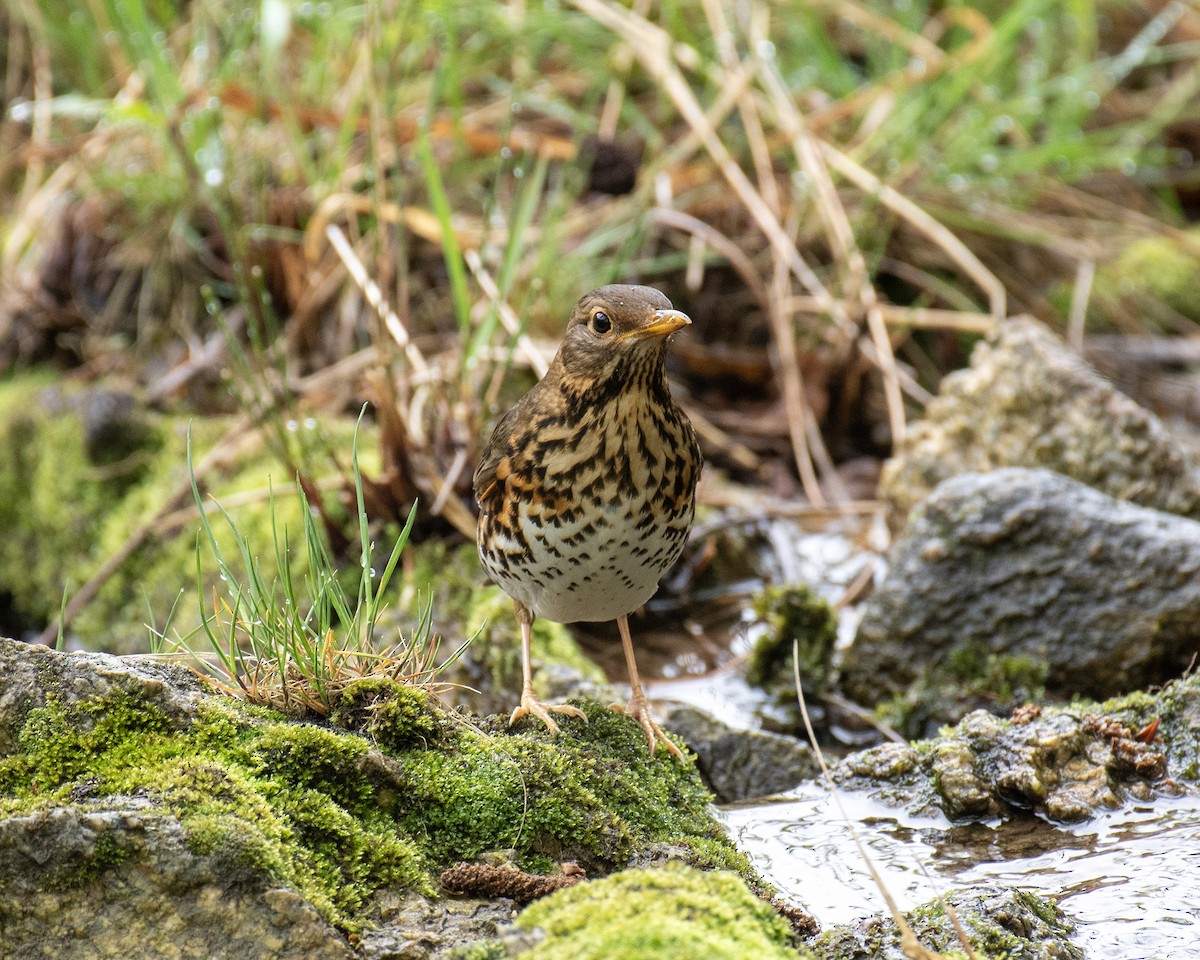 Japanese Thrush - 김 석현