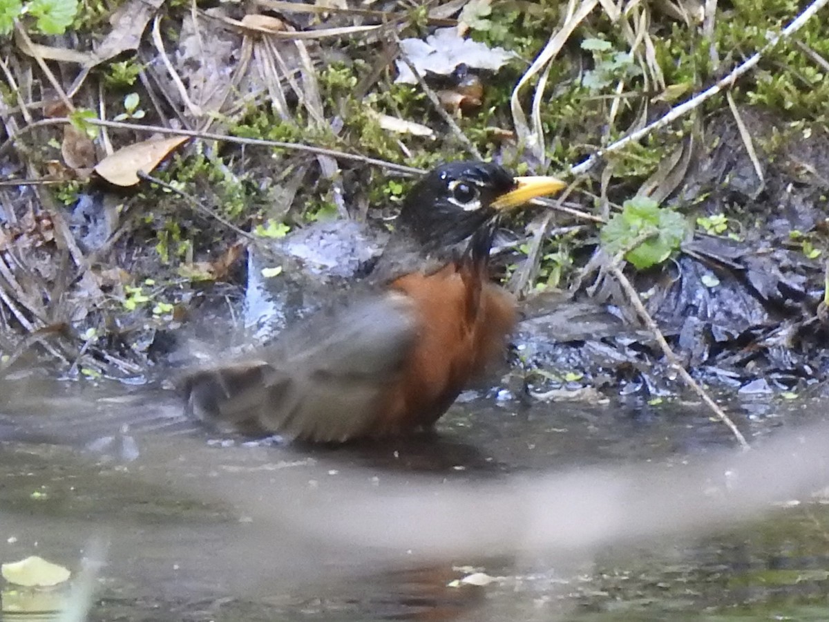 American Robin - ML617796090