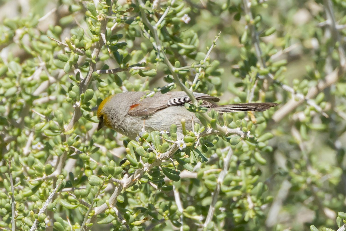 Verdin - ML617796094